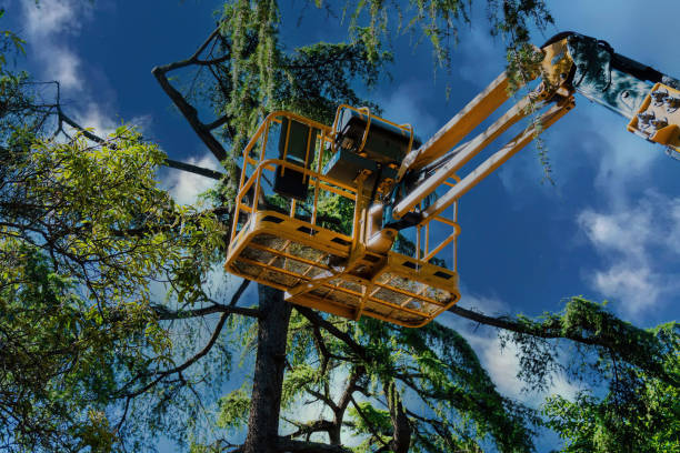 Best Leaf Removal  in Geneva, WA