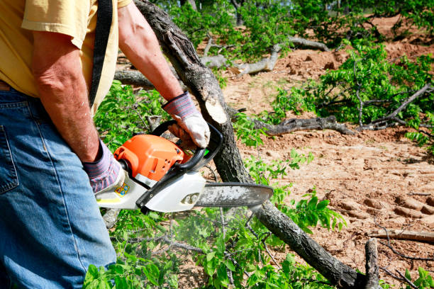 Best Root Management and Removal  in Geneva, WA