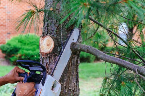 Best Leaf Removal  in Geneva, WA